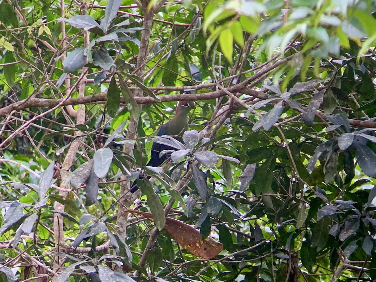 Fischer's Turaco - ML638852674