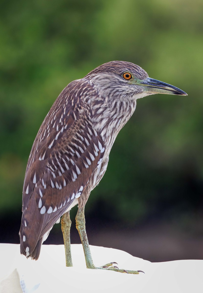 Black-crowned Night Heron - ML638852723