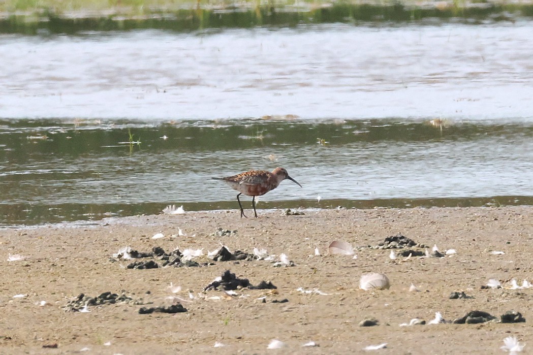 Curlew Sandpiper - ML638852734