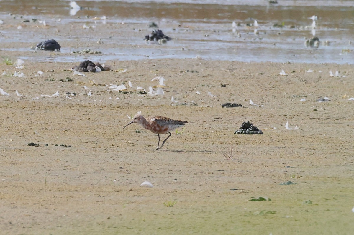Curlew Sandpiper - ML638852735