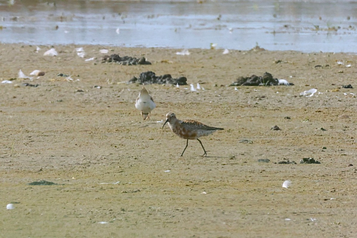 Curlew Sandpiper - ML638852736