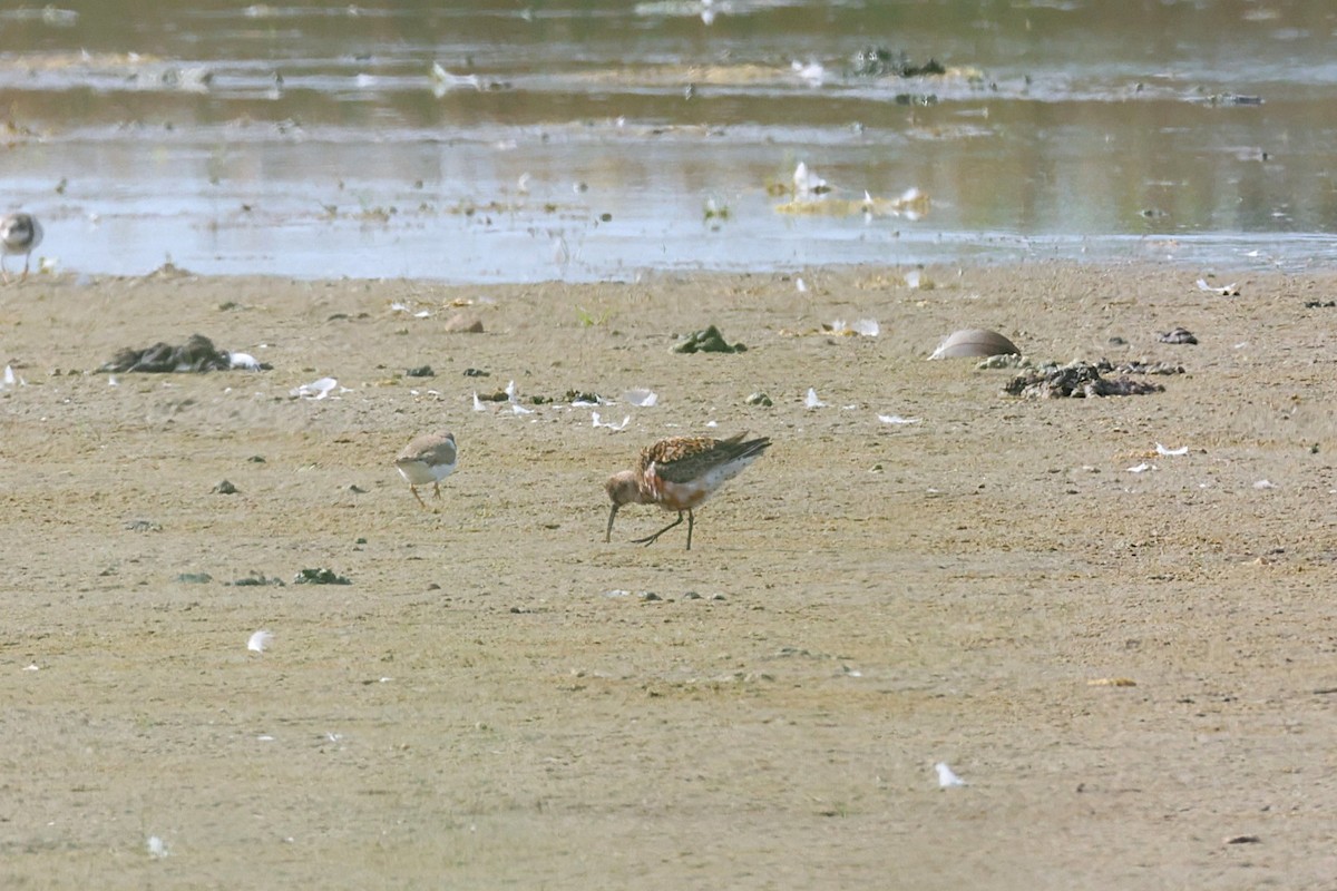 Curlew Sandpiper - ML638852737