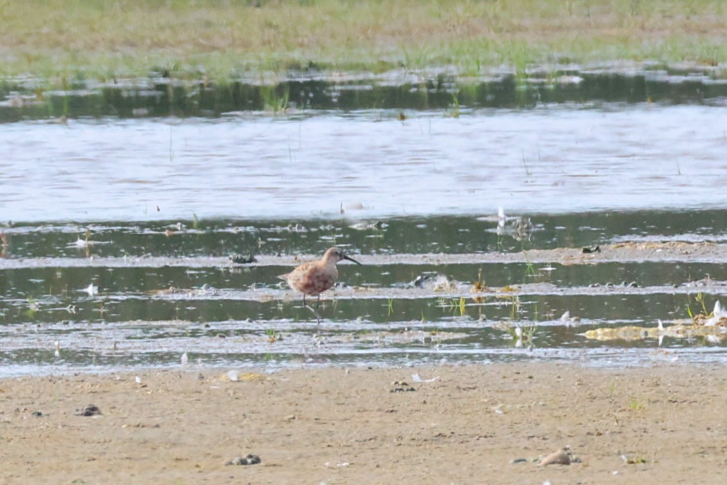 Curlew Sandpiper - ML638852738