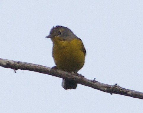 Rubinfleck-Waldsänger - ML638852740