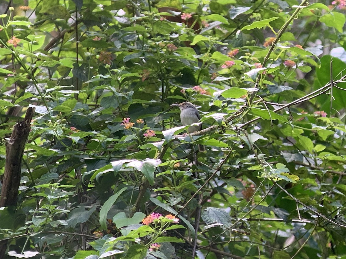 Long-billed Tailorbird - ML638852747