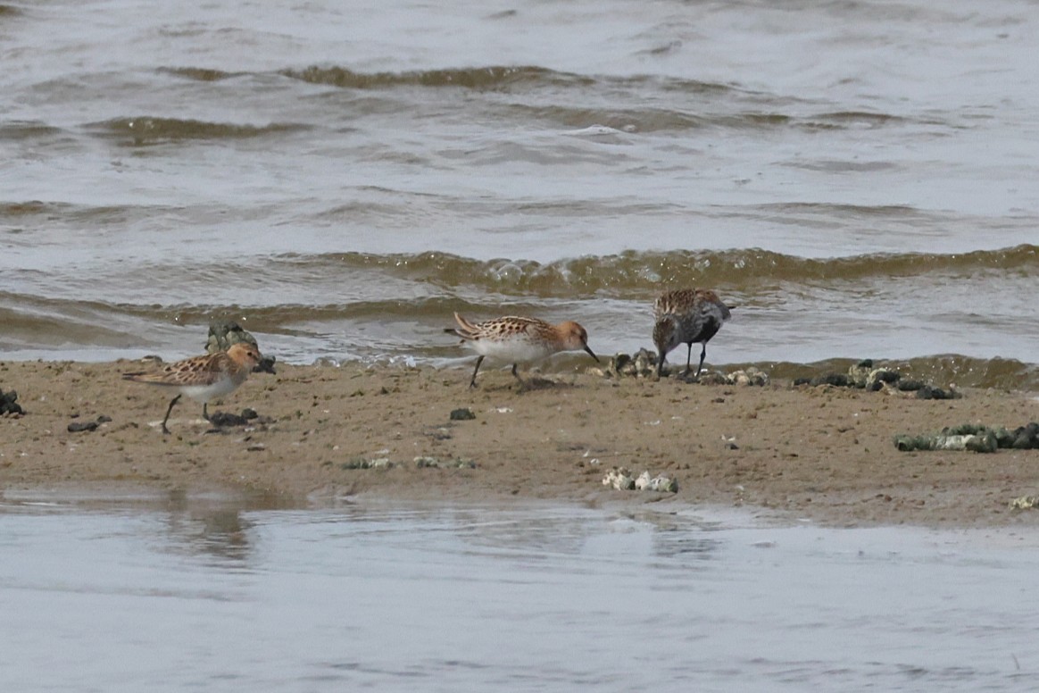 Little Stint - ML638852767