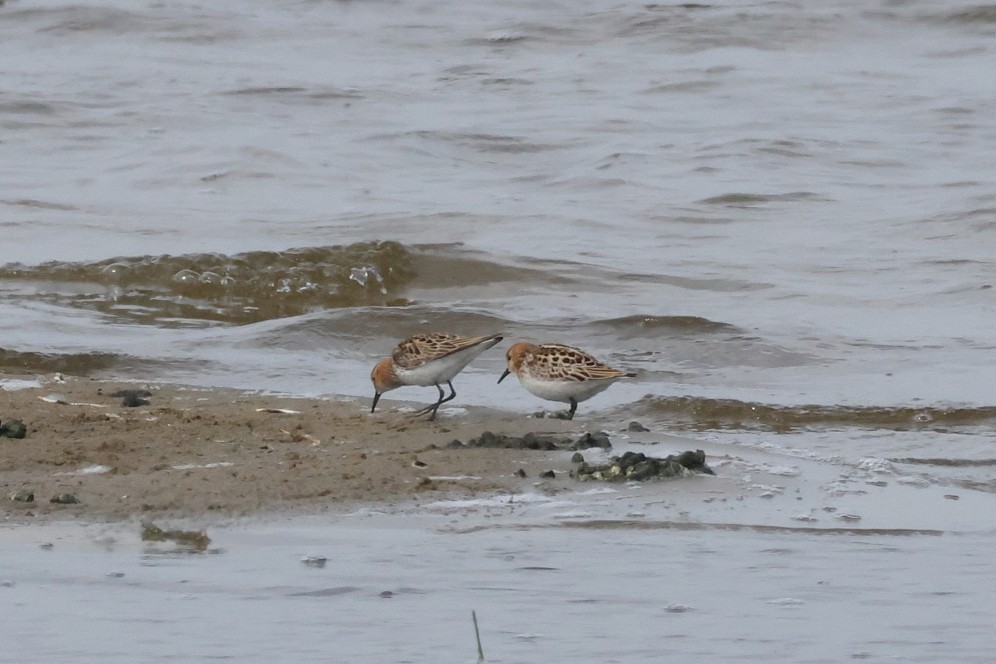 Little Stint - ML638852768