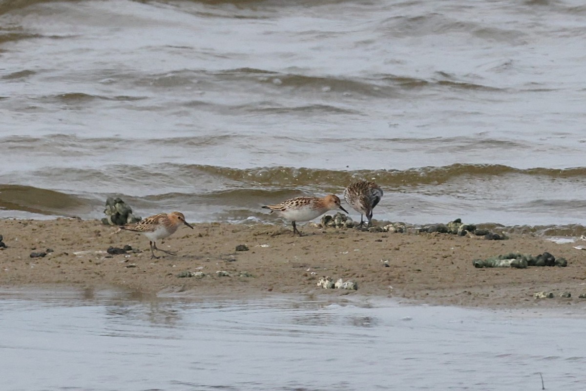 Little Stint - ML638852769