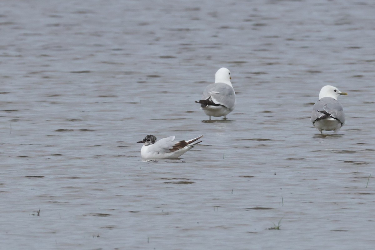Little Gull - ML638852796