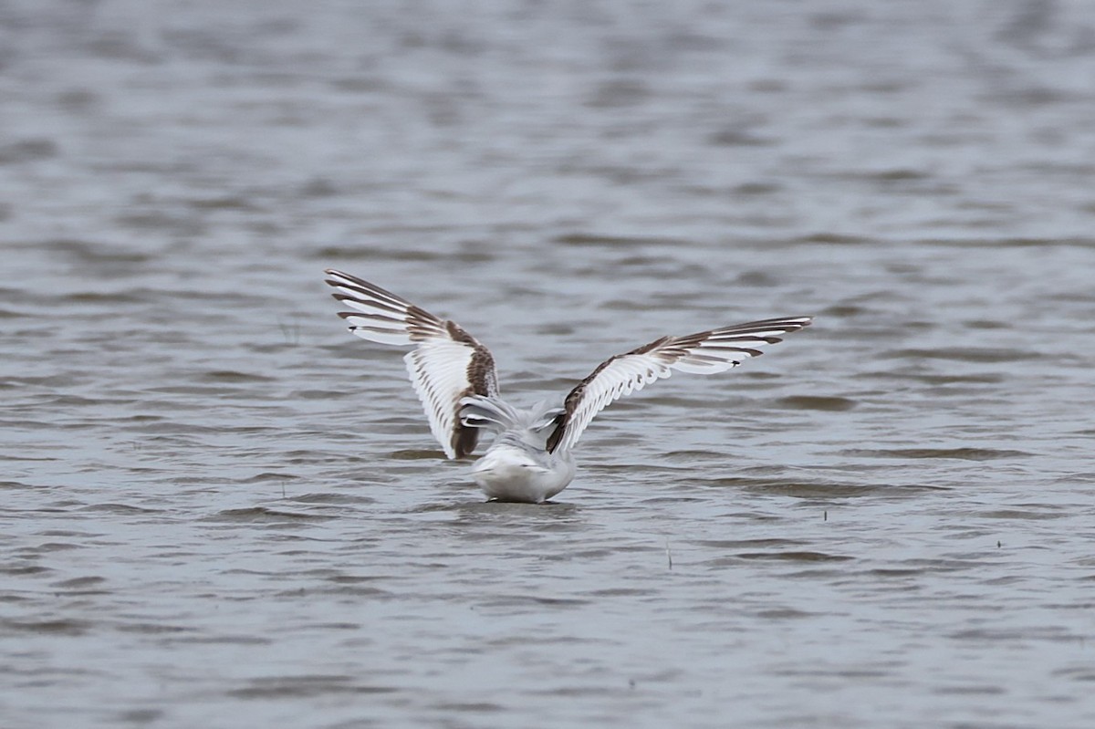 Little Gull - ML638852798
