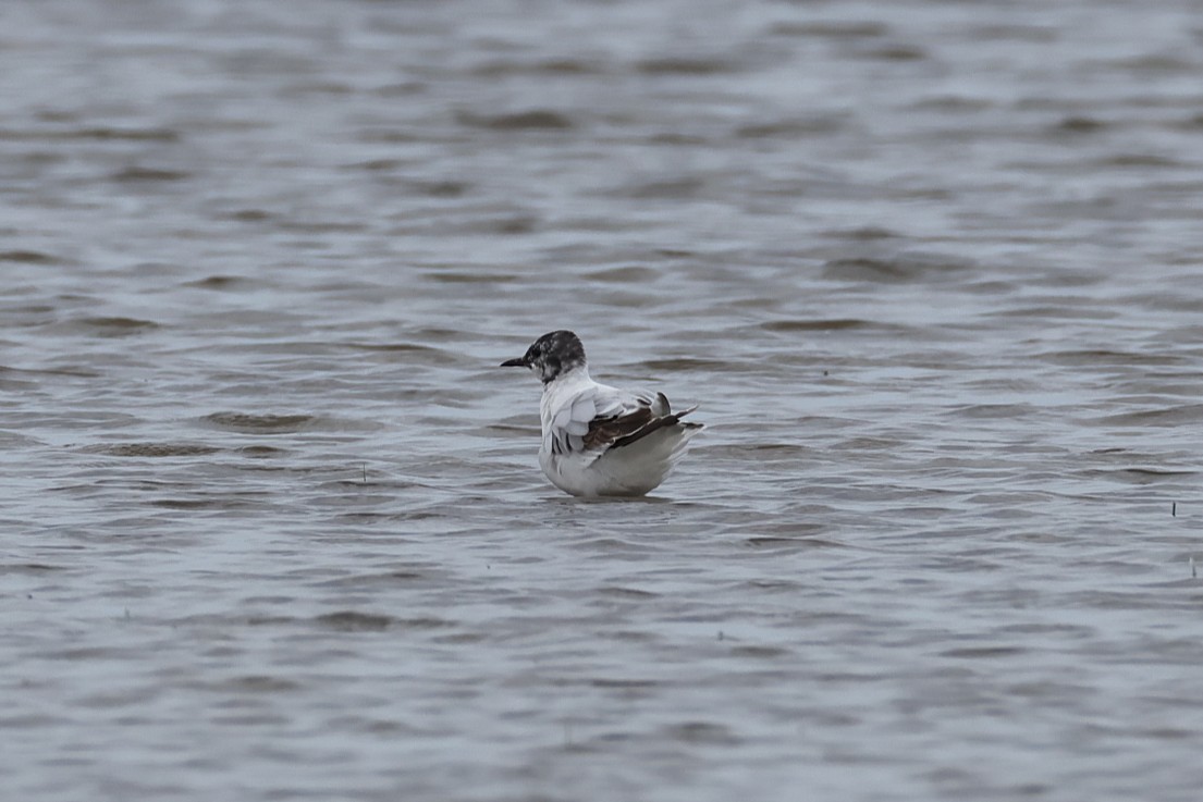 Little Gull - ML638852799
