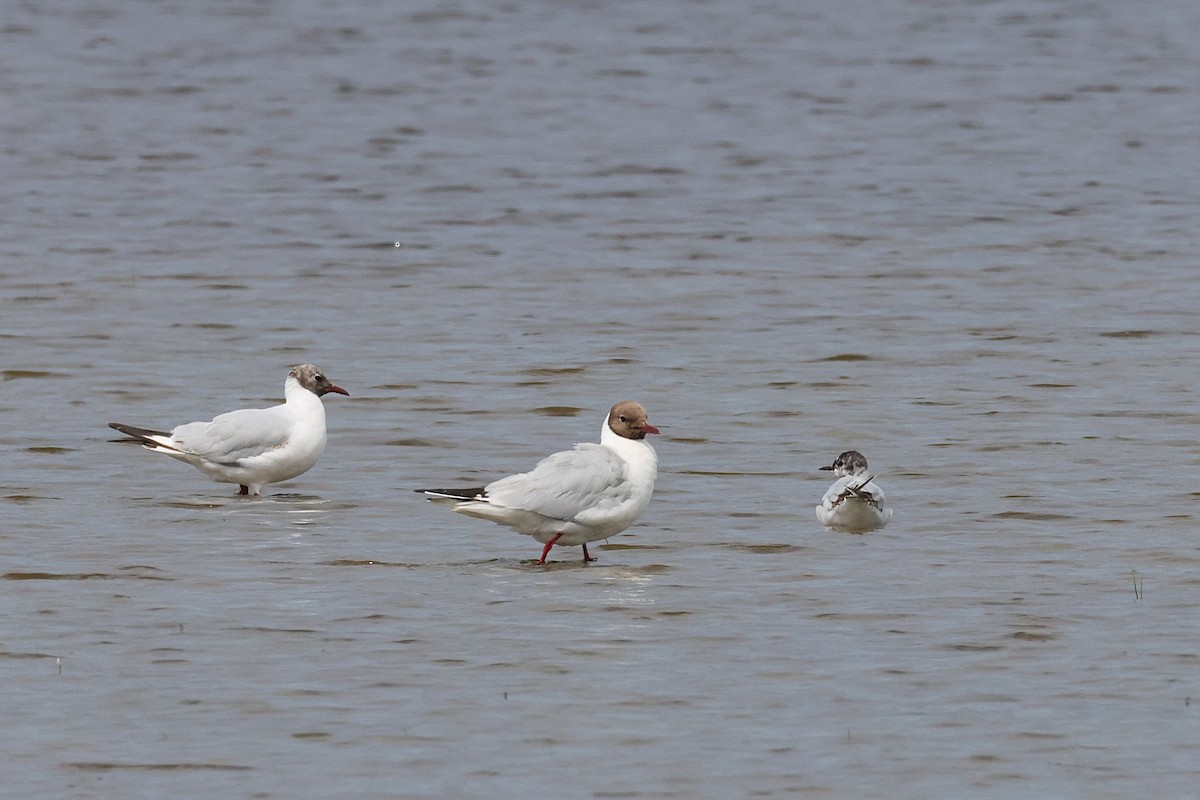 Little Gull - ML638852800