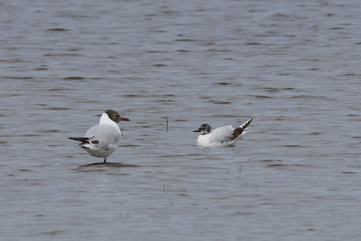 Little Gull - ML638852802
