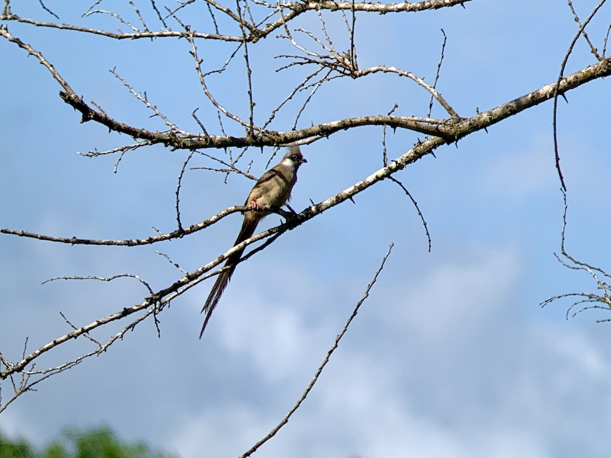 Speckled Mousebird - ML638852809