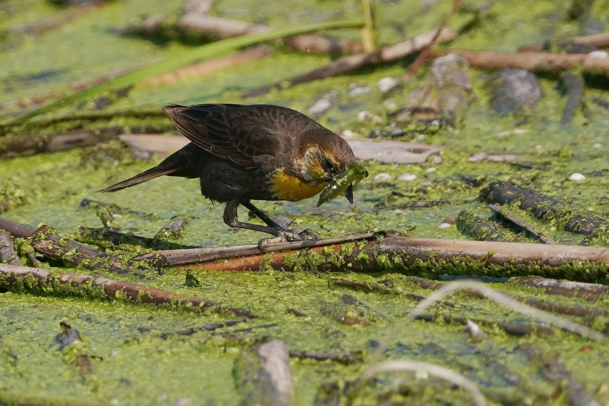 Yellow-headed Blackbird - ML638852829