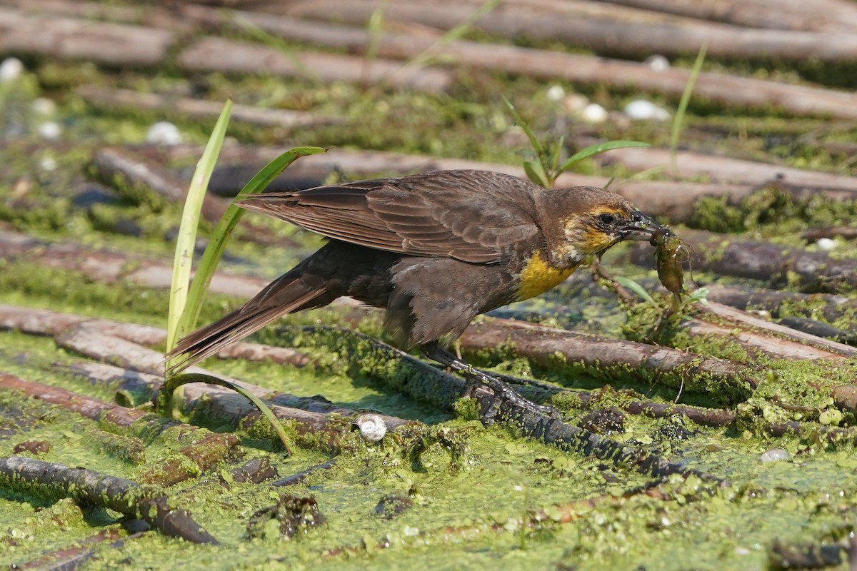 Yellow-headed Blackbird - ML638852830