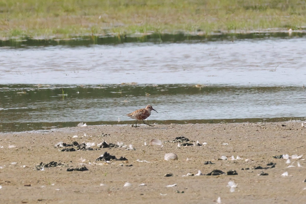 Curlew Sandpiper - ML638852853