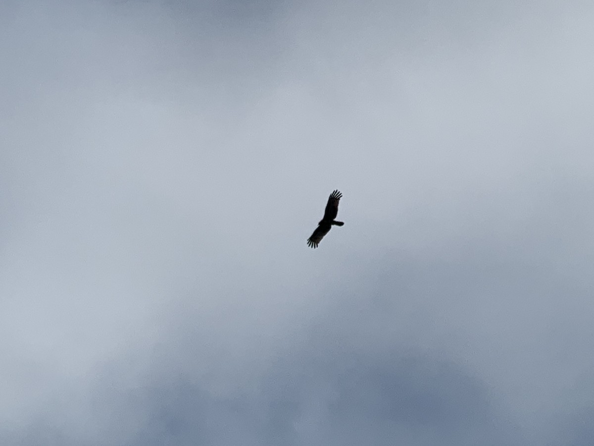 Brown Snake-Eagle - ML638852893