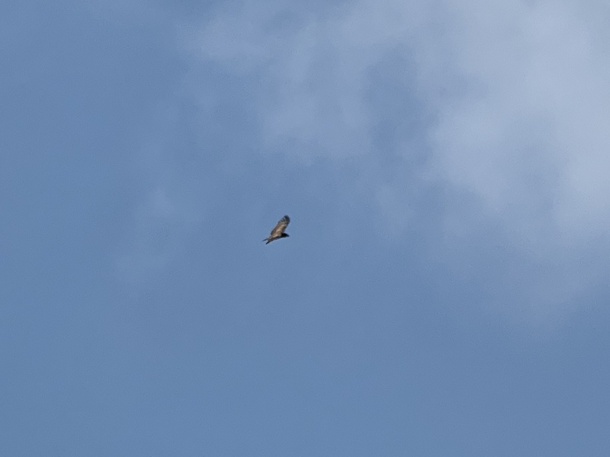 Brown Snake-Eagle - ML638852895