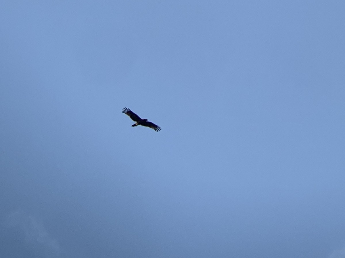 Brown Snake-Eagle - ML638852896
