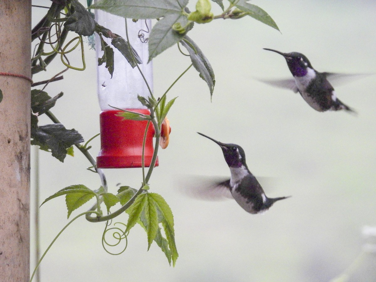 White-bellied Woodstar - ML638853229