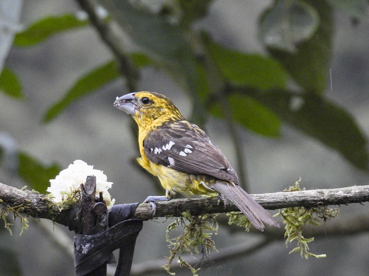 Golden Grosbeak - ML638853236