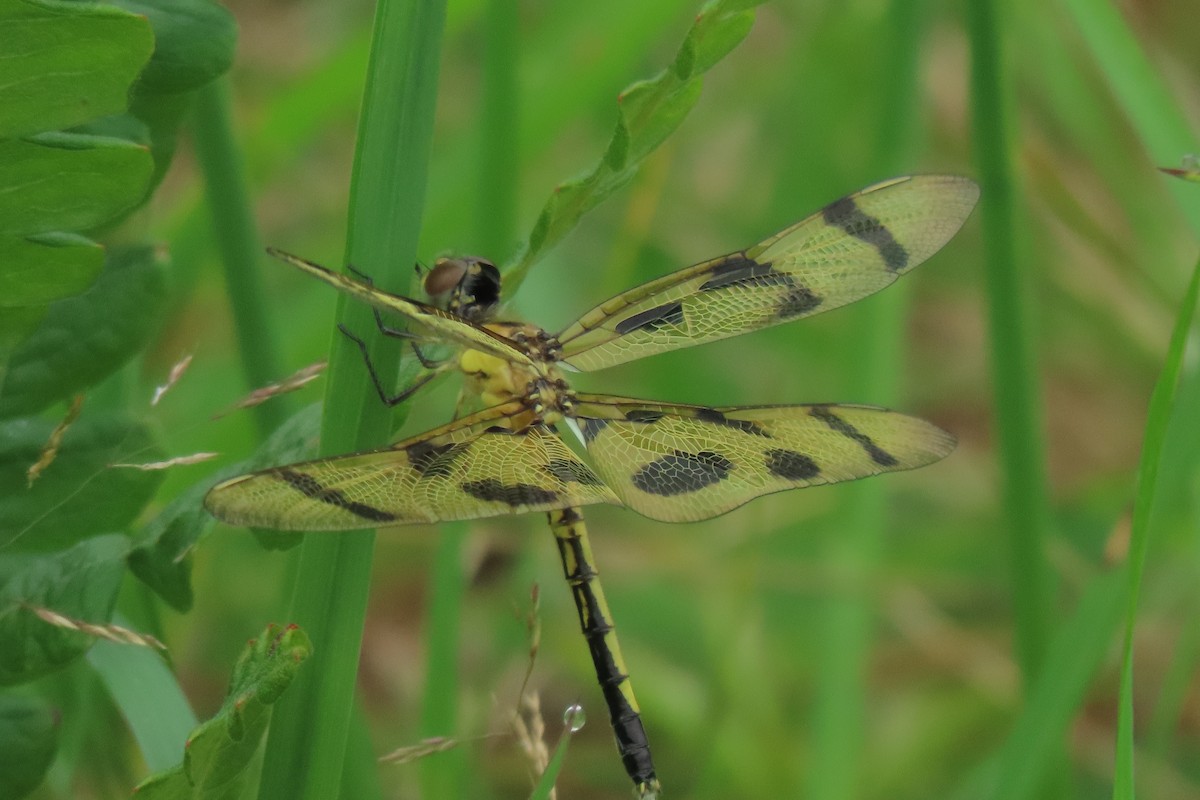 Calico Pennant - ML638853239