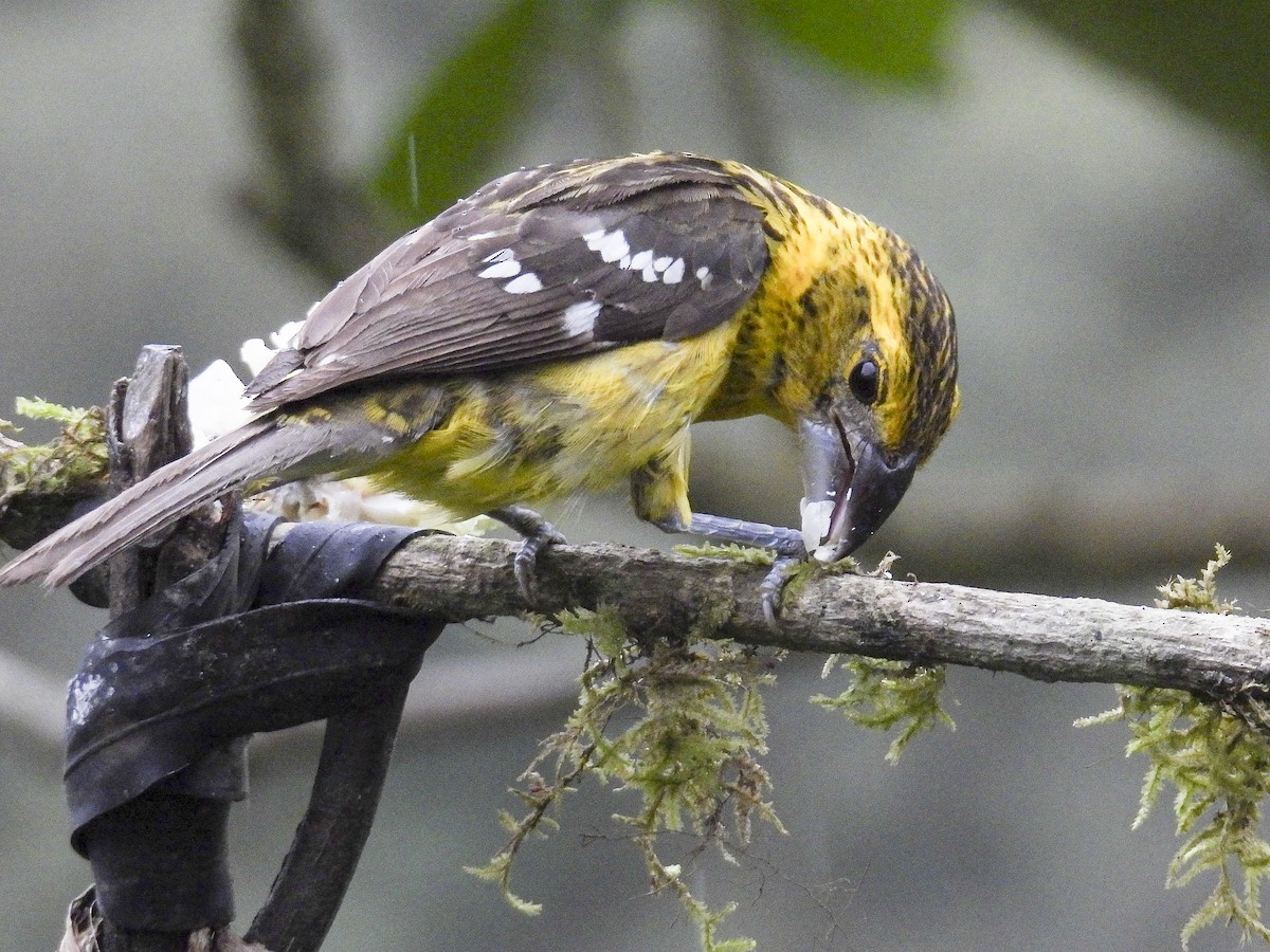 Golden Grosbeak - ML638853240