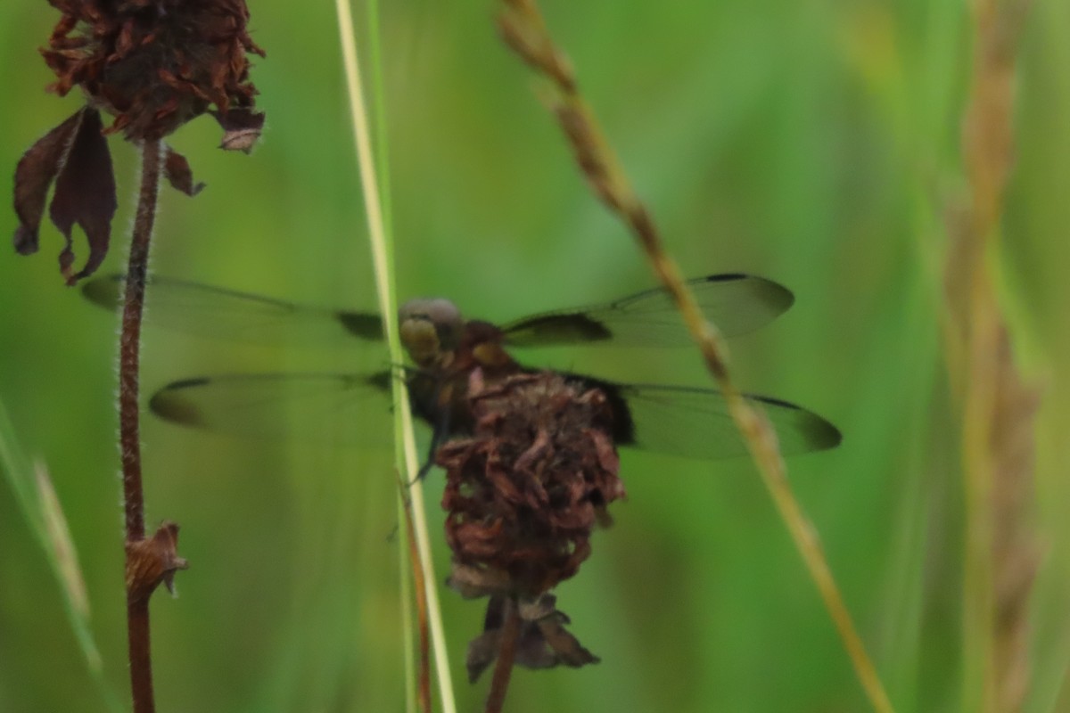 Widow Skimmer - ML638853246