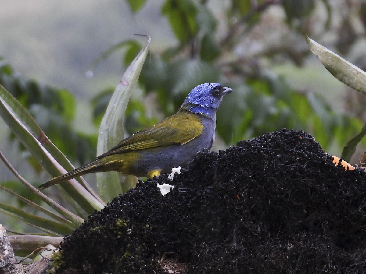 Blue-capped Tanager - ML638853275