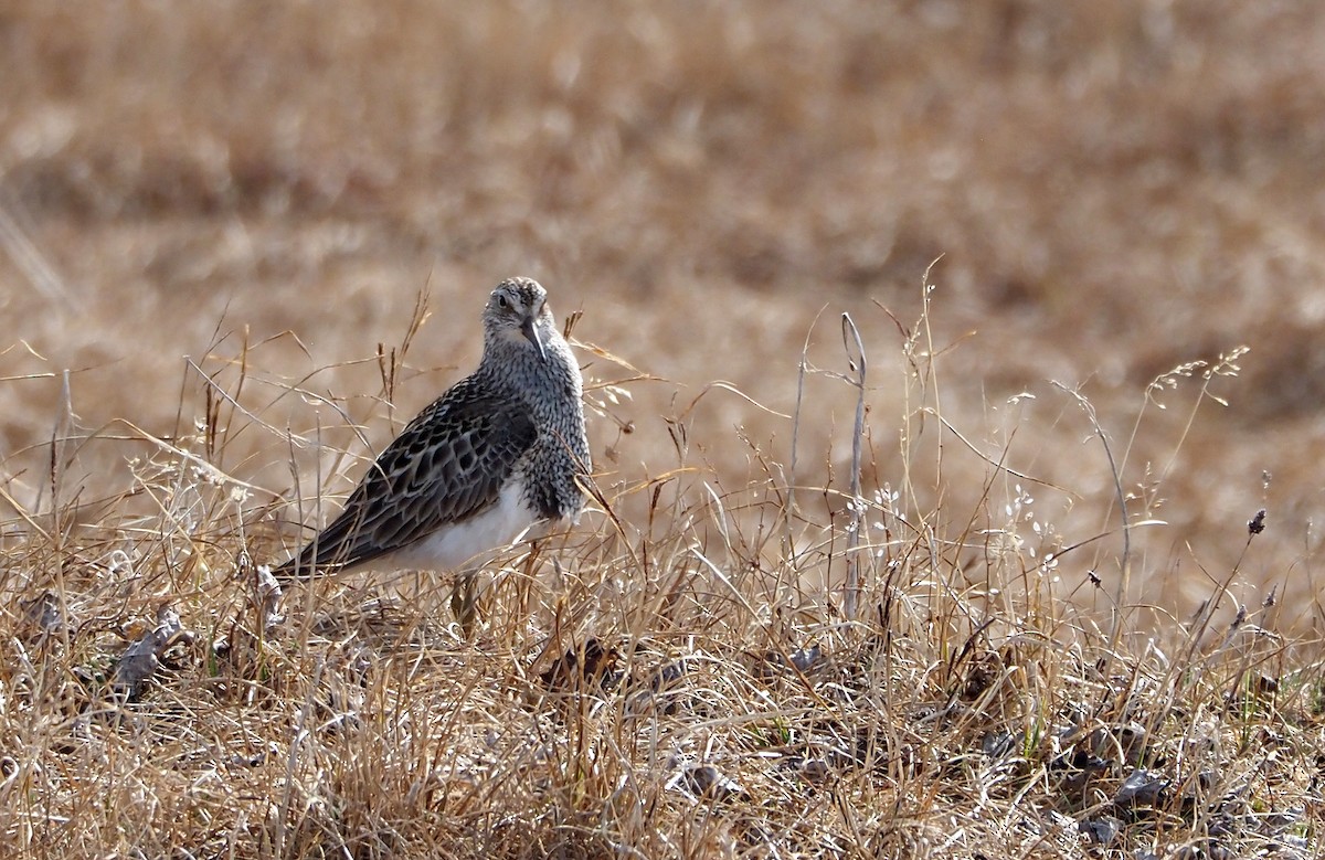 Graubrust-Strandläufer - ML638853325