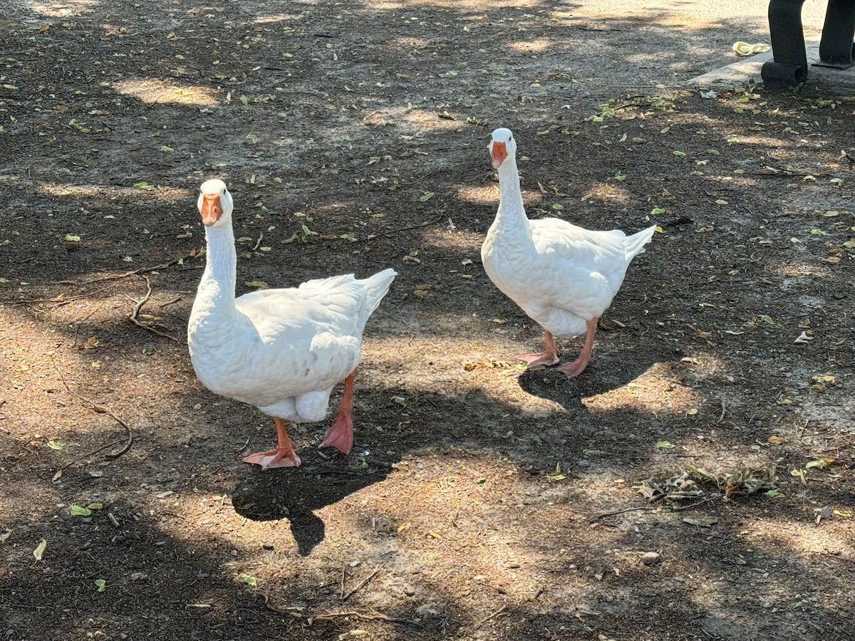 Graylag Goose (Domestic type) - ML638853338