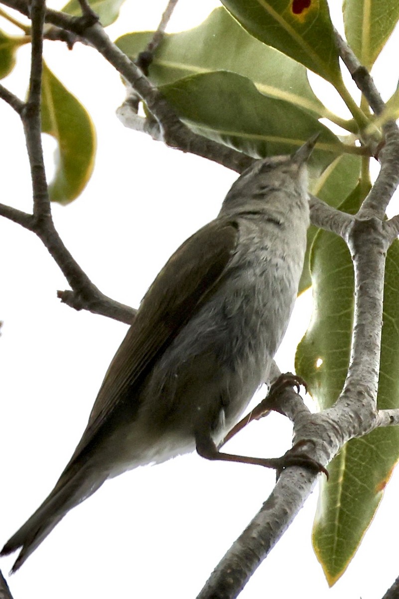 Tennessee Warbler - ML638853428