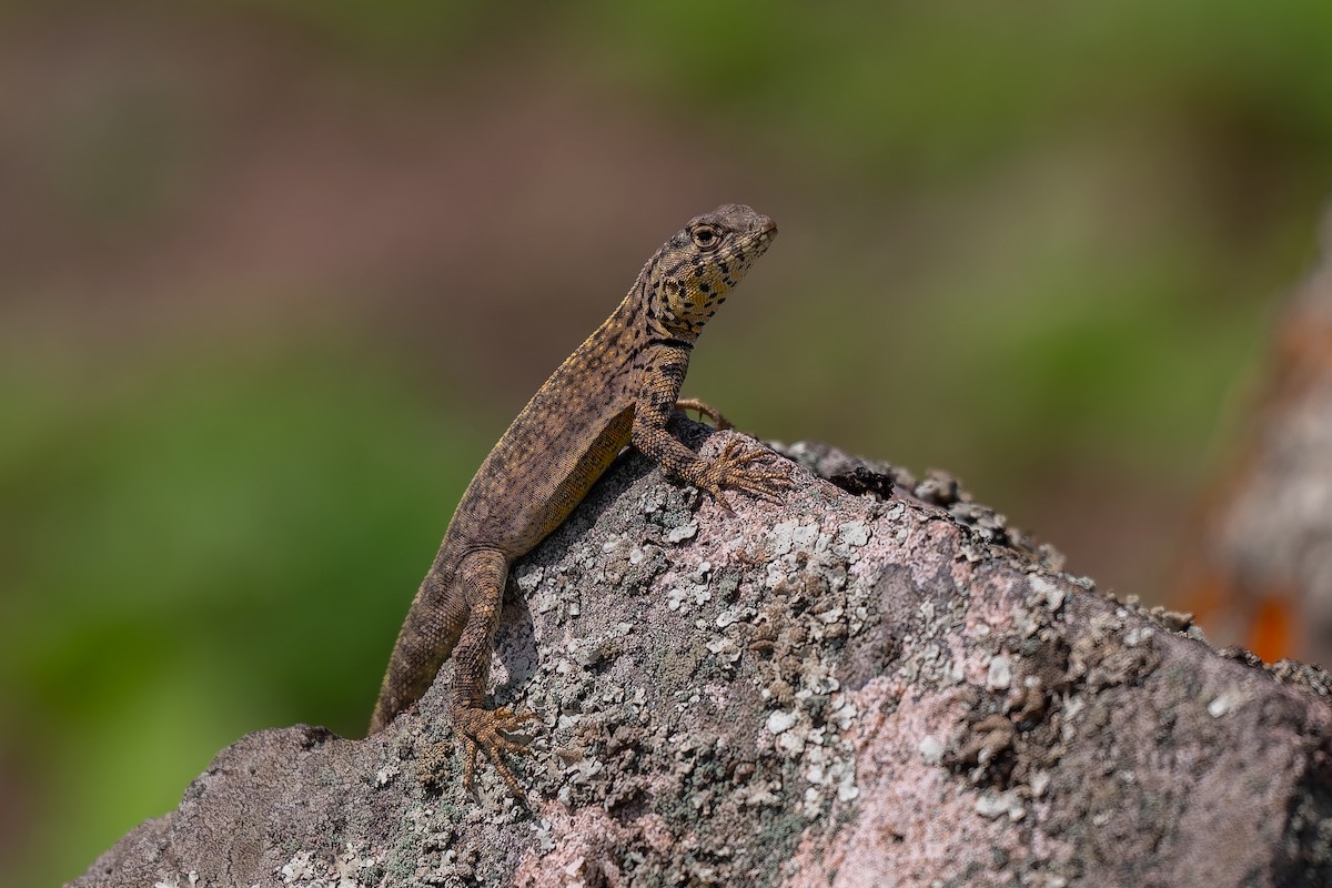 Reptiles - ML638853431