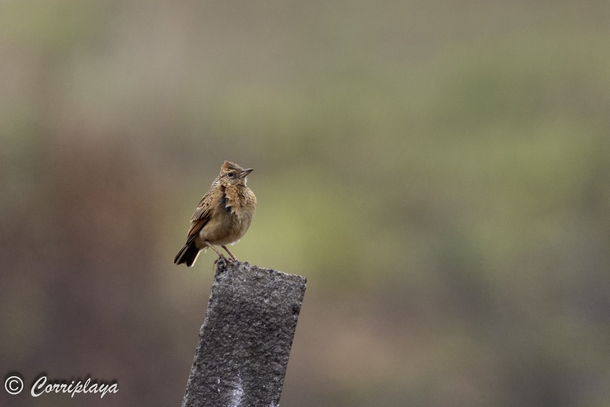 Rufous-naped Lark - ML638853469