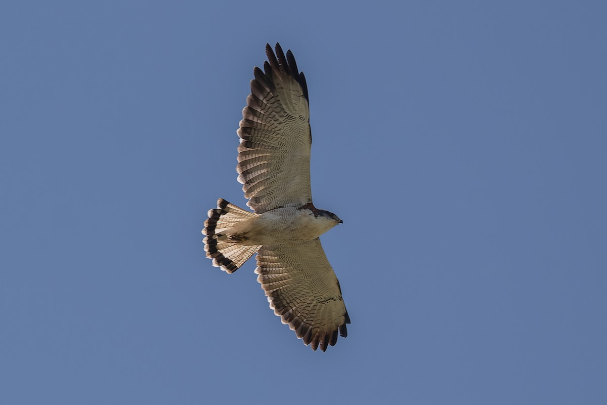 セアカノスリ - ML638853497