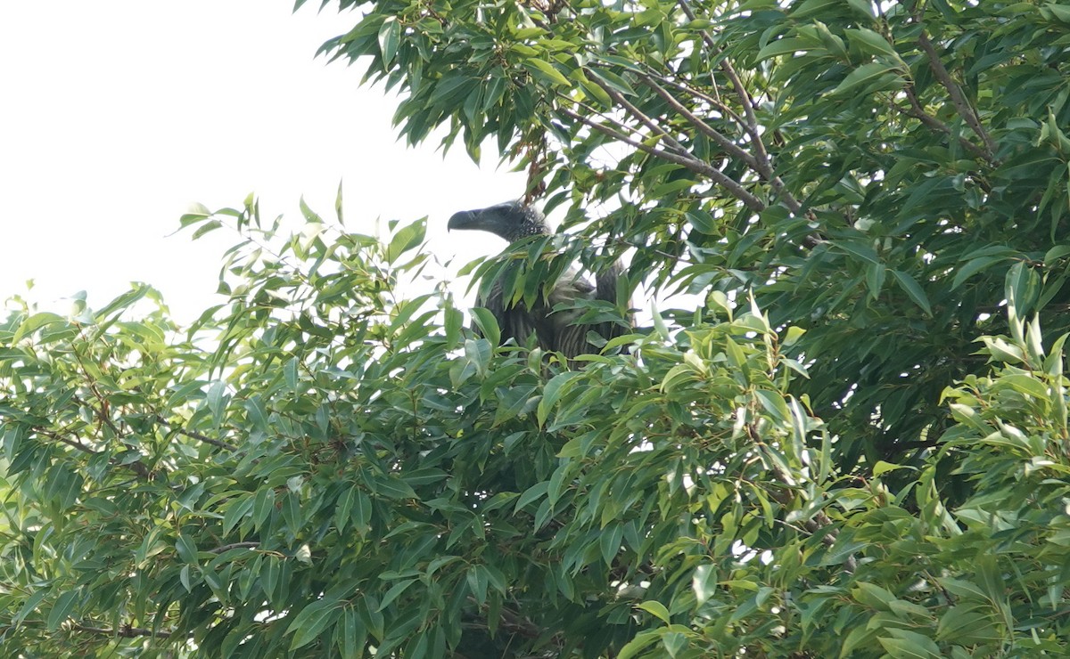 Slender-billed Vulture - ML638853499