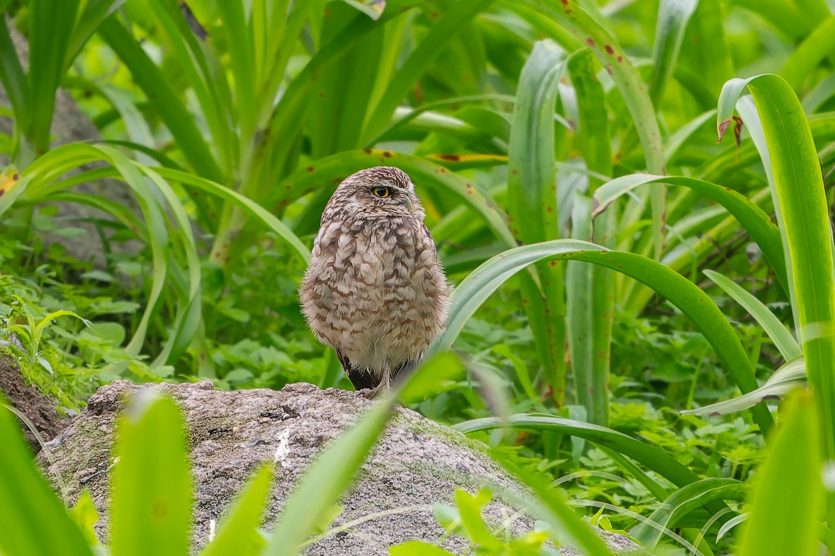 アナホリフクロウ - ML638853508