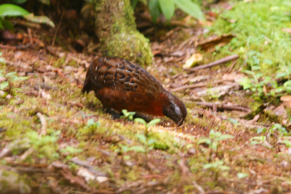 Rufous-breasted Wood-Quail - ML638853509