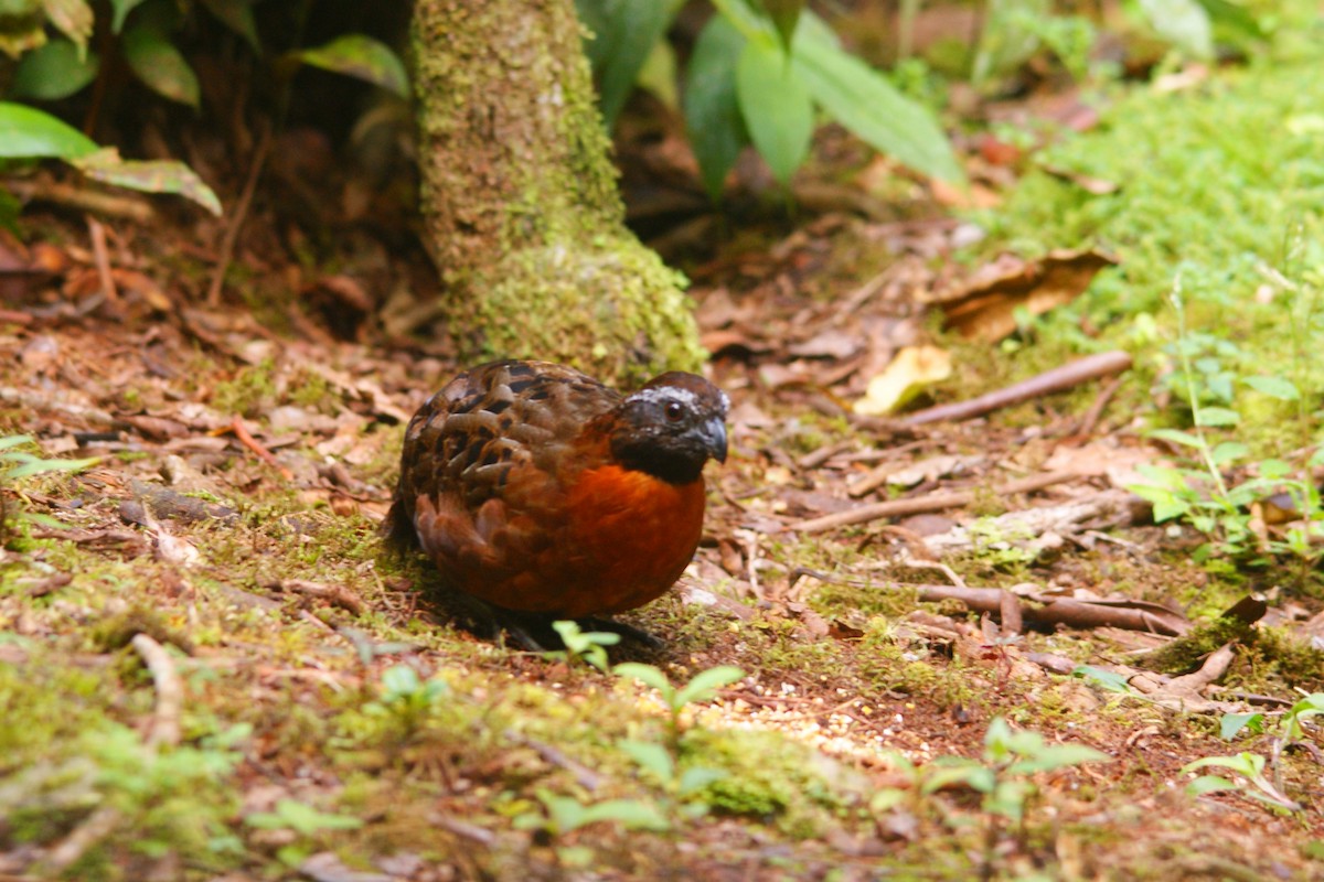 Rufous-breasted Wood-Quail - ML638853510