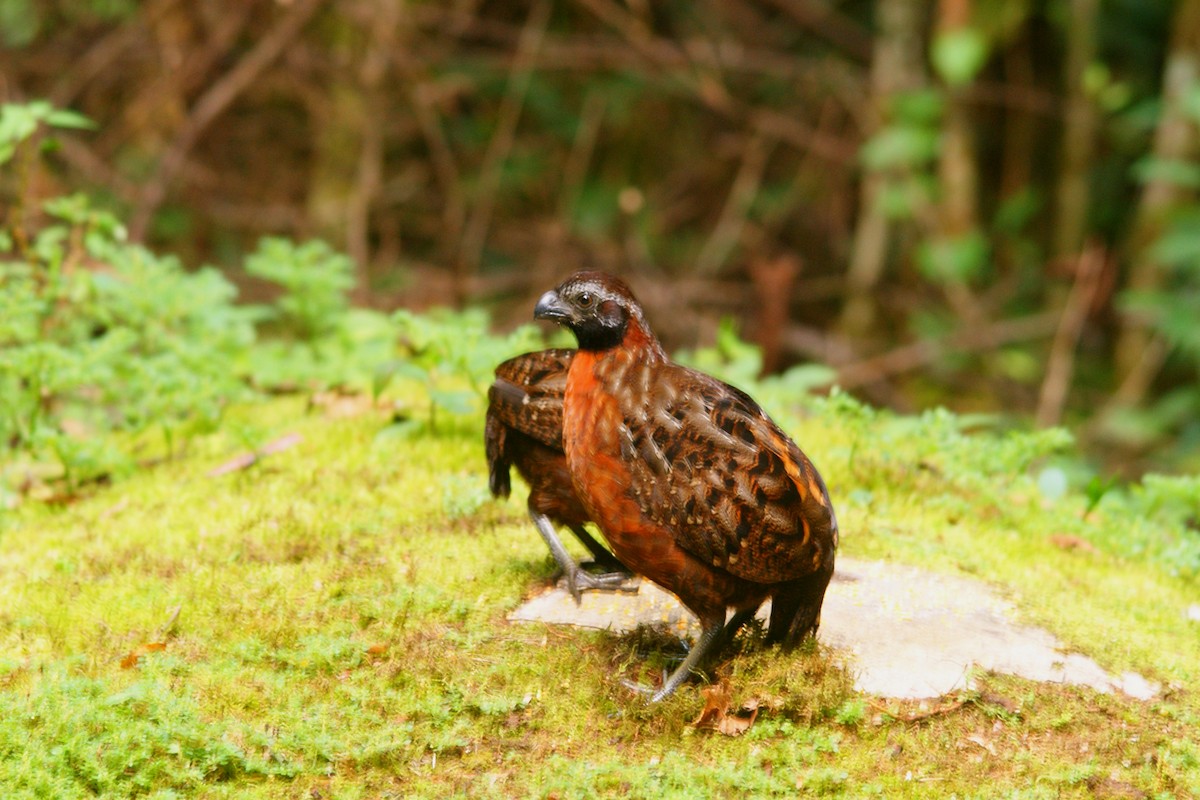 Rufous-breasted Wood-Quail - ML638853511