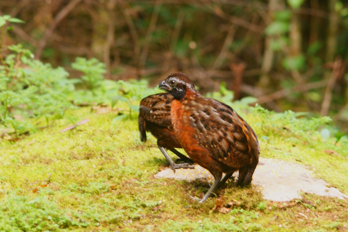 Rufous-breasted Wood-Quail - ML638853518