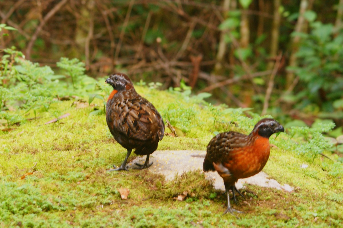 Rufous-breasted Wood-Quail - ML638853519