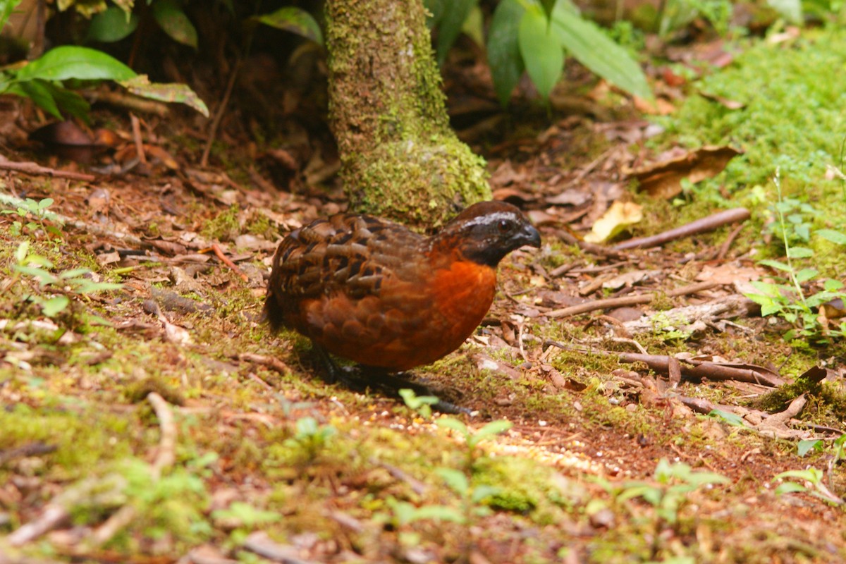 Rufous-breasted Wood-Quail - ML638853520