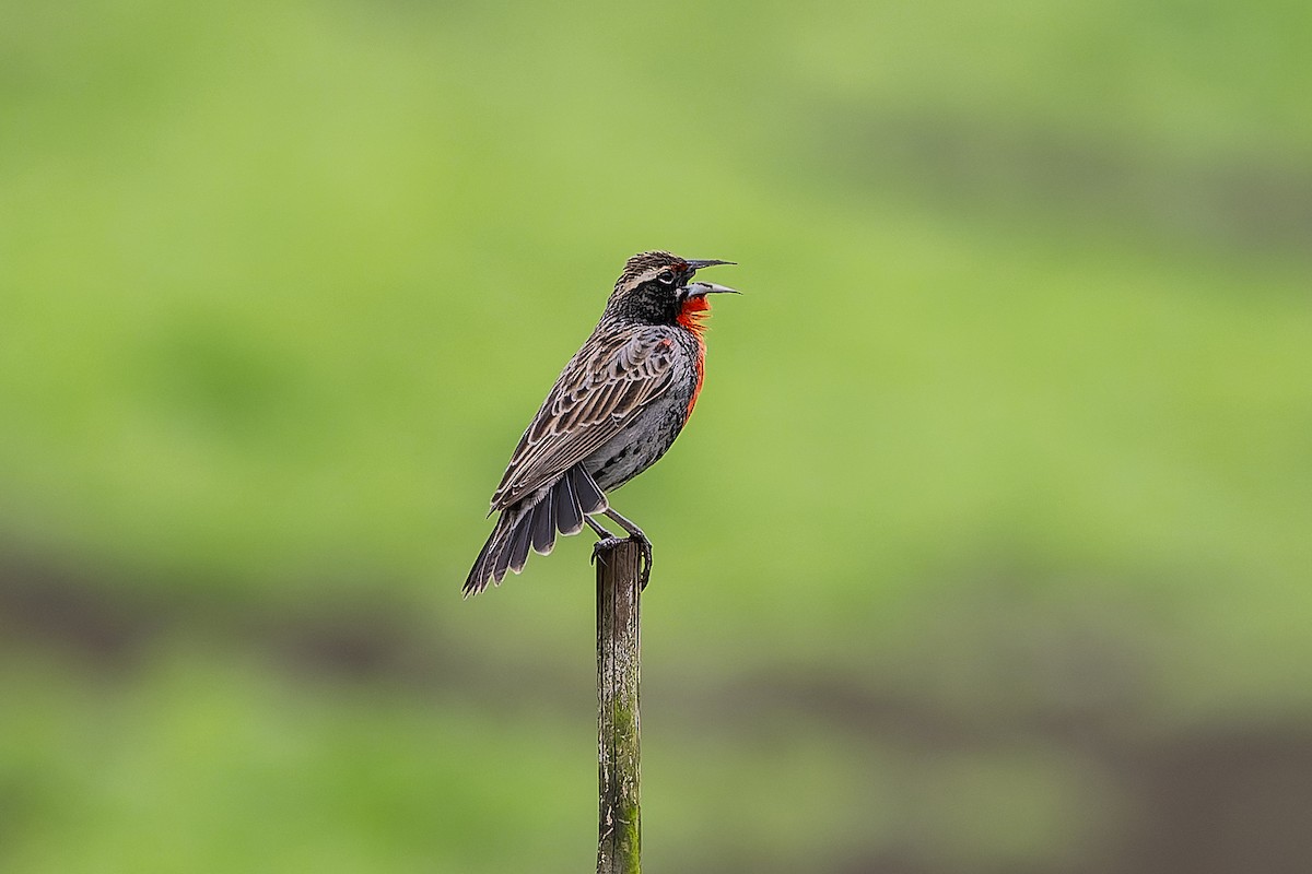 ペルームネアカマキバドリ - ML638853529