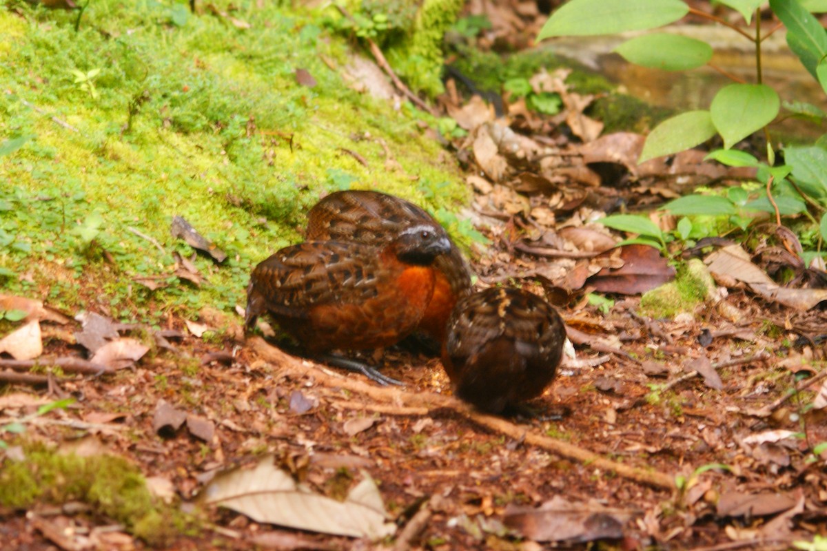 Rufous-breasted Wood-Quail - ML638853543