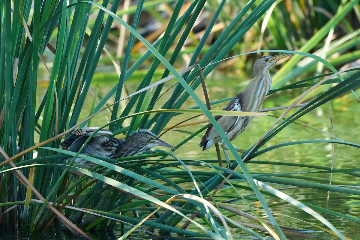 Little Bittern - ML638853547