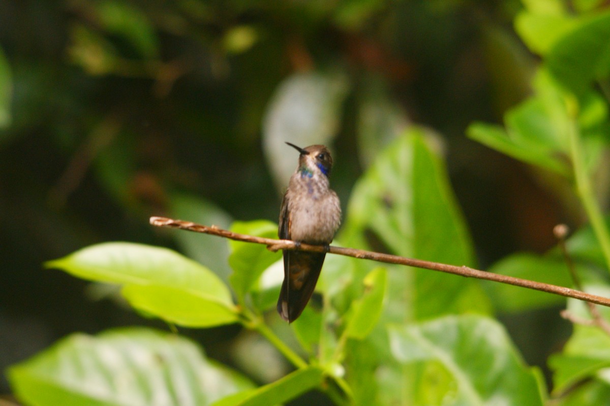 Brown Violetear - ML638853577