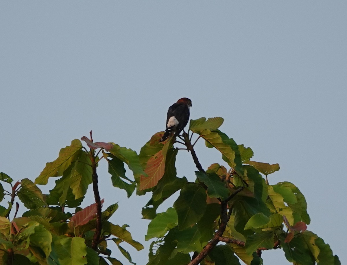 White-rumped Falcon - ML638853592
