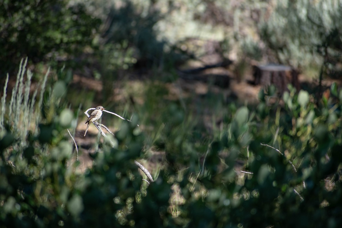 Dusky Flycatcher - ML638853665